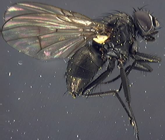 Muscidae 7